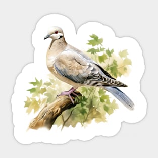 Collared Dove Sticker